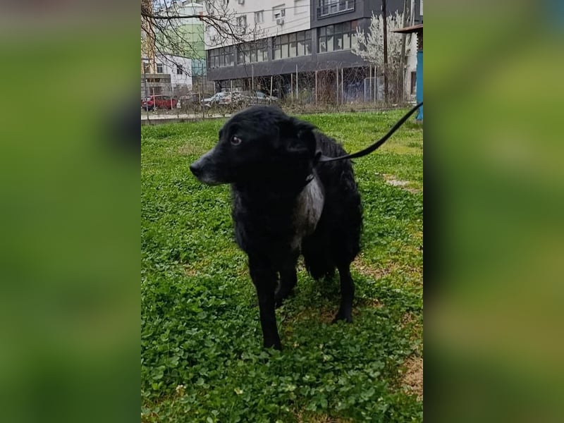 Nox ❤️ liebevoller Kämpfer auf 3-Beinen