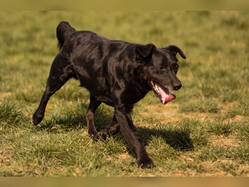 MOMO❤️ein sanfter Begleiter: Ruhig. Klug. Wundervoll.