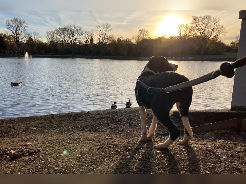 Jungspund Rocky ❤️ wartet in 50674 Köln