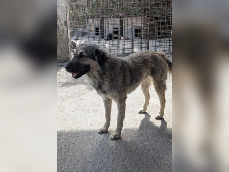 Suki ❤️ Süßes + liebes Hundemädchen sucht liebevolles Zuhause!