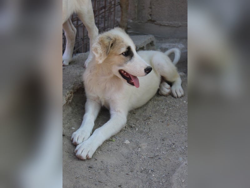 Schatz ♥ Sinan ♥ toller Welpenbub sucht PS bis Ende Juli ♥