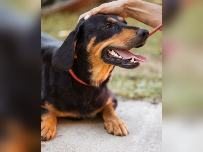 Lieber, aufgeschlossener Bliss ❤️ sucht sein neues Zuhause