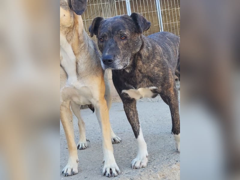 Ebelin ❤️ so herzensguter Familienhund!