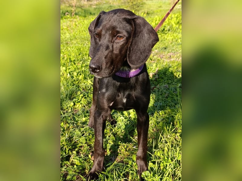 Luna ❤️ fröhliches, aktives Hundemädchen