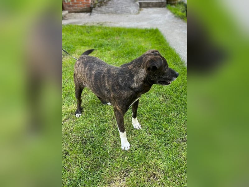 Ebelin ❤️ so herzensguter Familienhund!