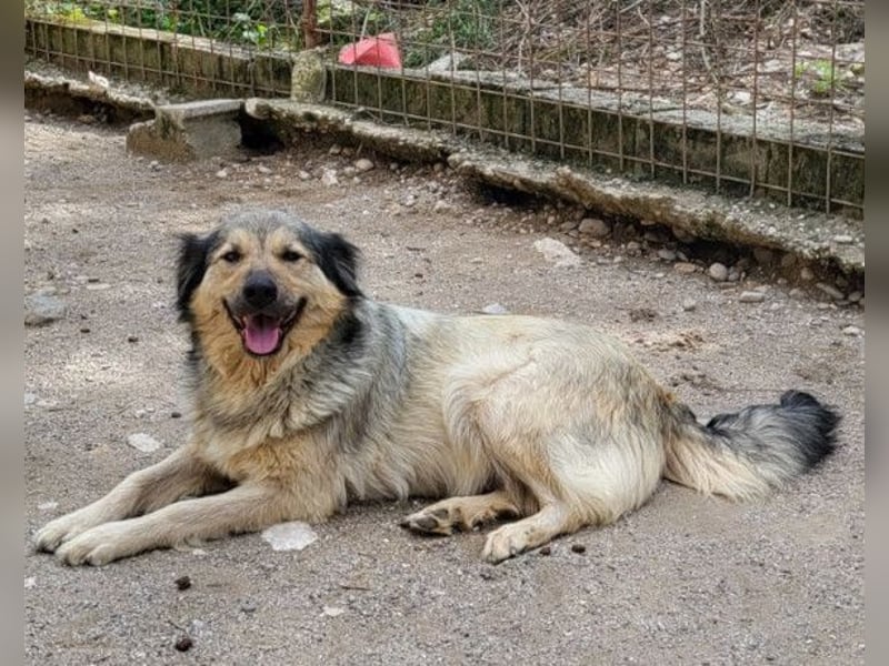 Sanfte Sophy ♥️ Fellfreundin fürs Leben