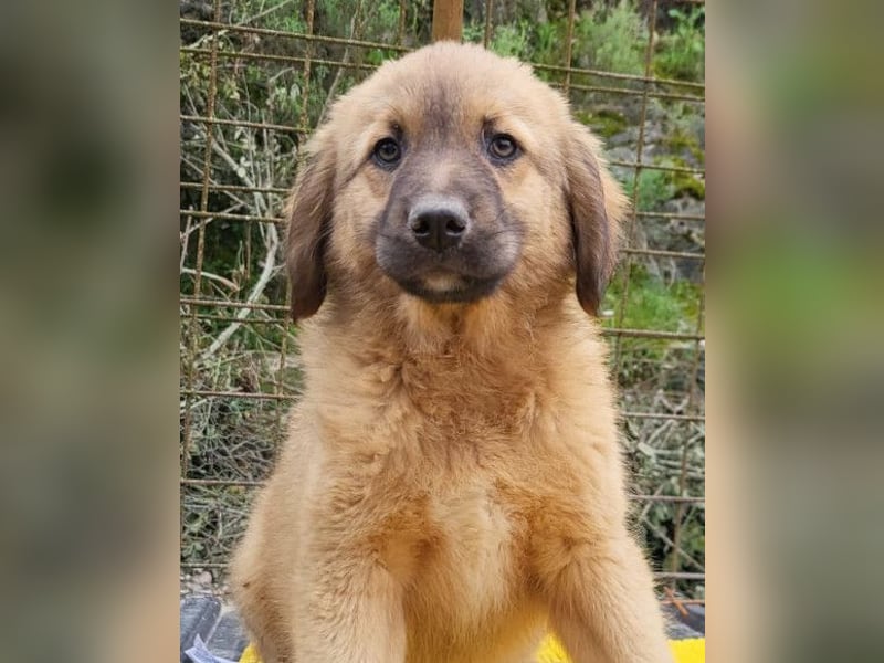 Schnuckel ♥Bettie♥ will spielen & kuscheln