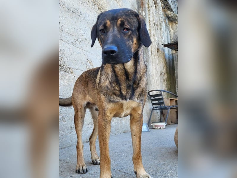 FEODOR❤️so lieber, verträglicher, noch schüchterner Hundejunge