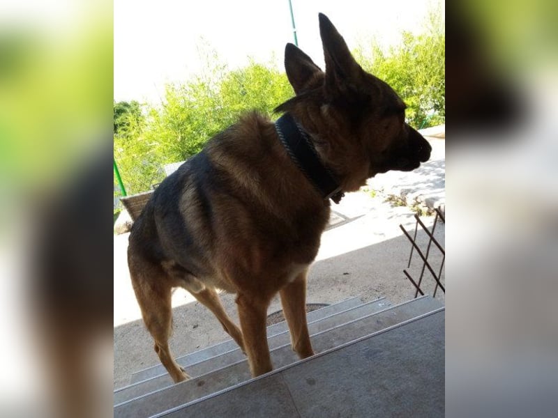 Liebevolles Fellnäschen Bebo -  liebt jeden, ob Mensch, Hund oder Katze