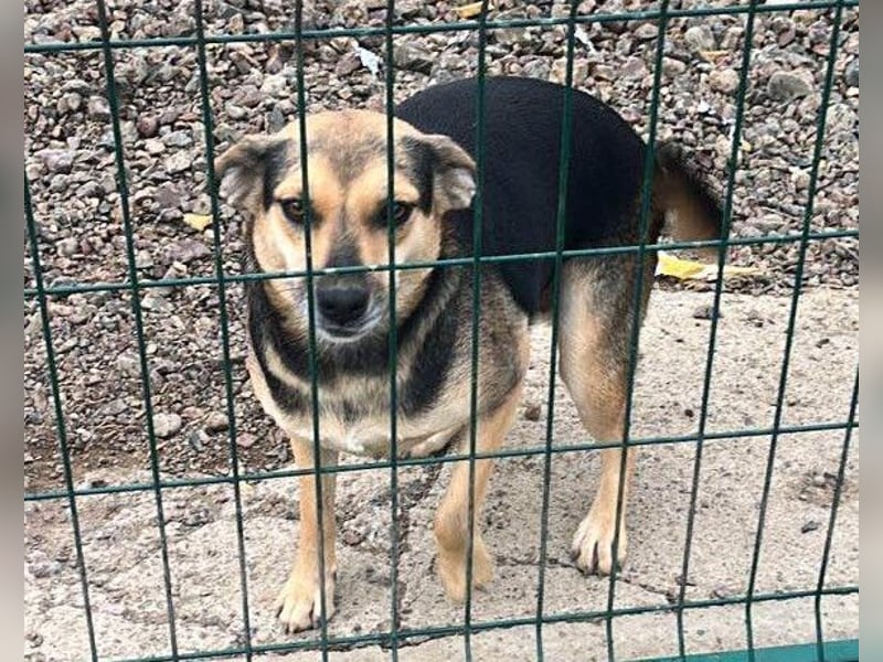 Lana ❤️ tolle umgängliche, junge Hündin