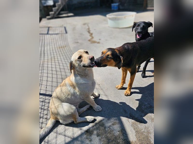 Wundervolle Aylini sucht ein Zuhause