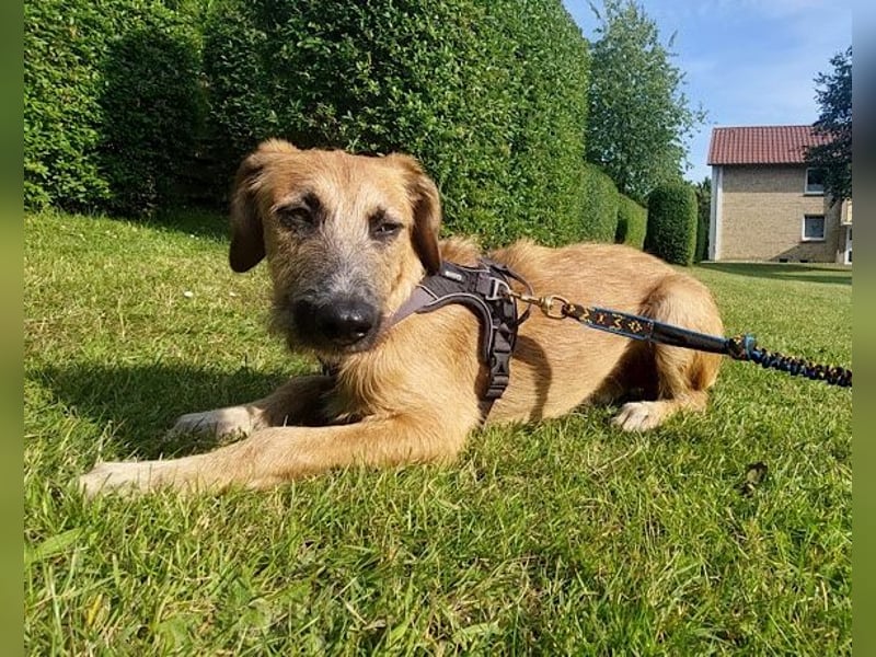 Taro wartet in 24885 Sieverstedt ❤