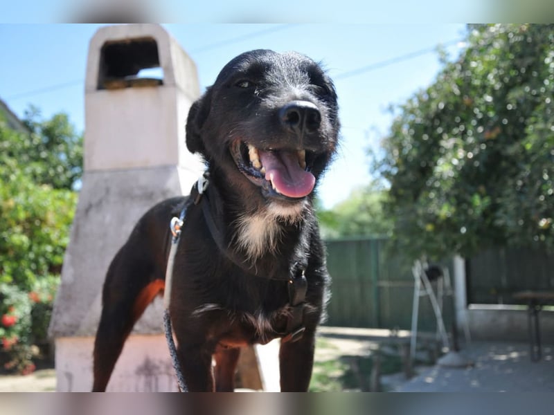 LEMMY❤️harmonischer, treuer Begleiter sucht sein Happy End
