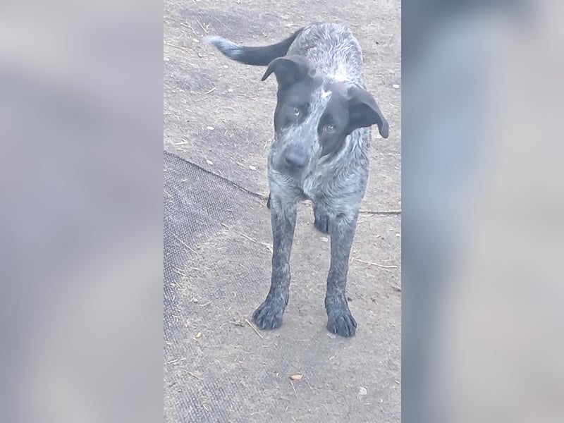 Berta, Hundemädchen sucht liebevolle Hände