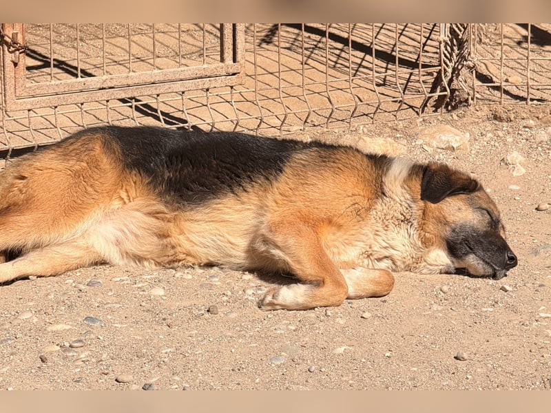 KORA❤️sanfte Seele sucht sehnsüchtig ein liebevolles Zuhause & Geborgenheit