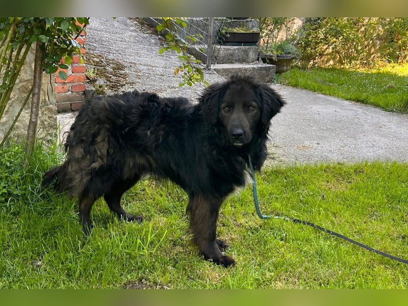 BIMBO❤️freundlicher, ruhiger Fellschnuffel - liebt einfach alles und jeden um sich herum
