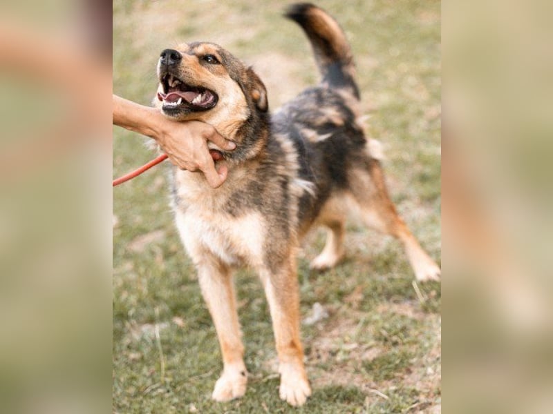 freundliche, liebevolle Mix-Hundedame Lizzy