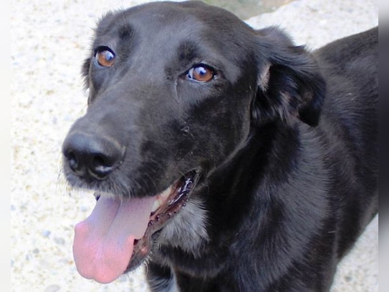 Xena - lebensfrohe, aktive, liebe Hündin