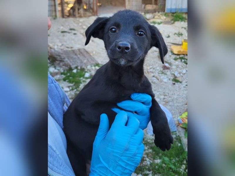 Ljubavi ❤️ junger, lebensfroher Hundebub