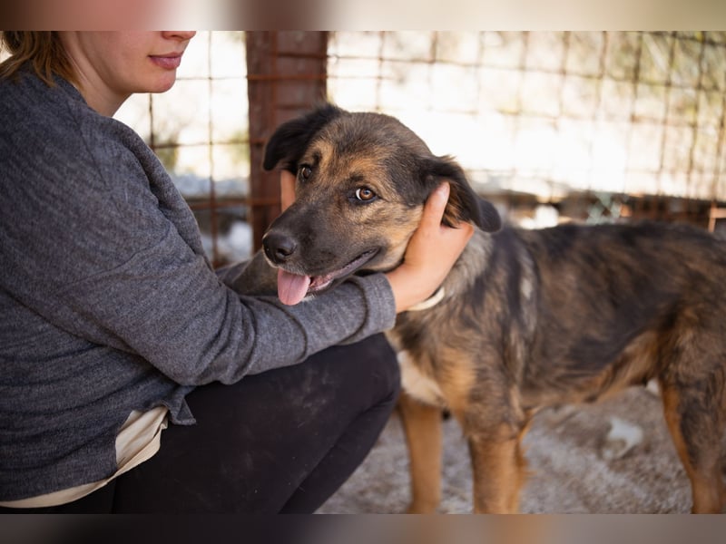 Jacky ❤️ junge Traumhündin sucht Zuhause
