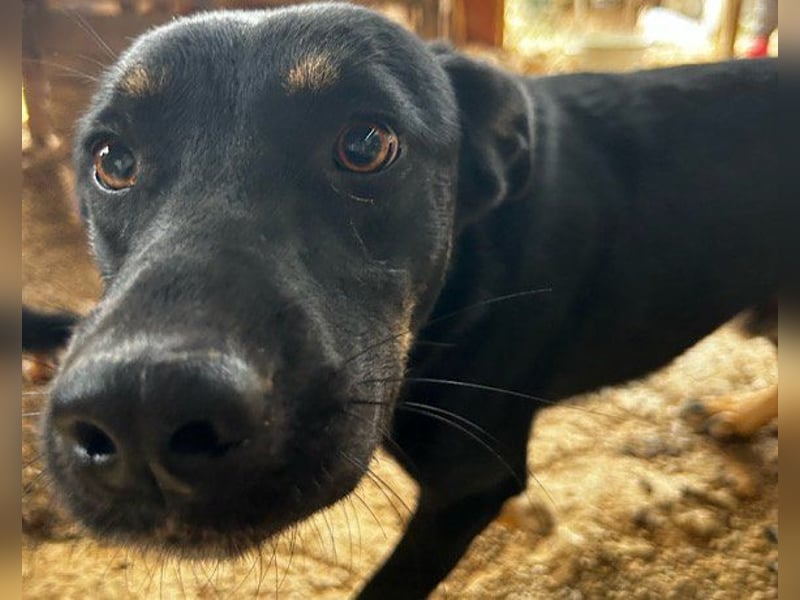 Percy ❤️ aufgeschlossener & verkuschelter Hundeschatz!