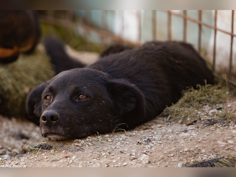 Black-Beau ♥ Sasha ♥ noch schüchtern, verständlich, aber ein großes Fellherz