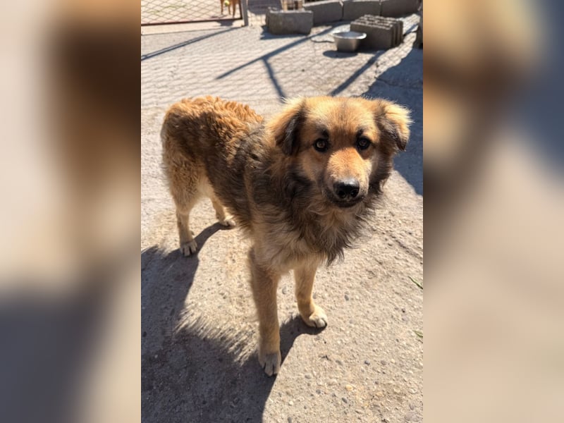 Ben ❤️ schmusiger, schüchterner Hundebub