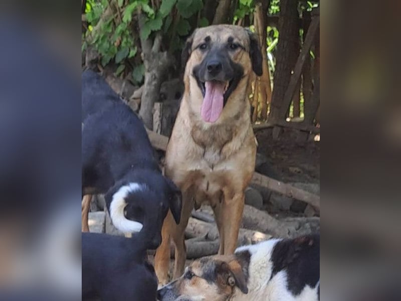 JENNI❤️liebenswerte, soziale und lernfreudige Schmusebacke