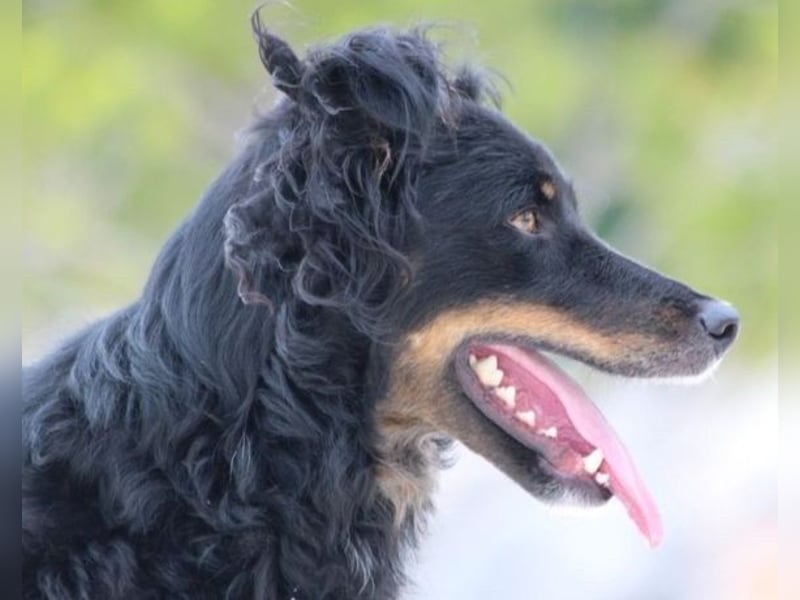 Dina ❤️ sanfte und so liebe Hündin!