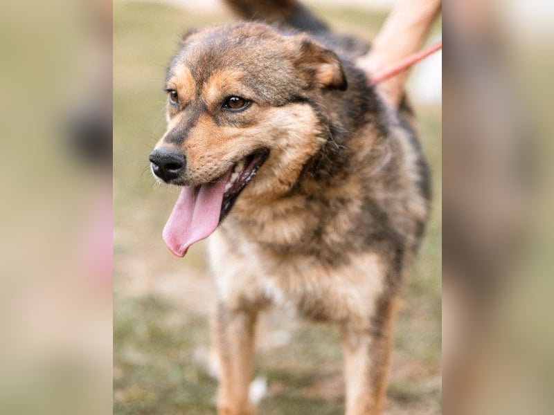 freundliche, liebevolle Mix-Hundedame Lizzy