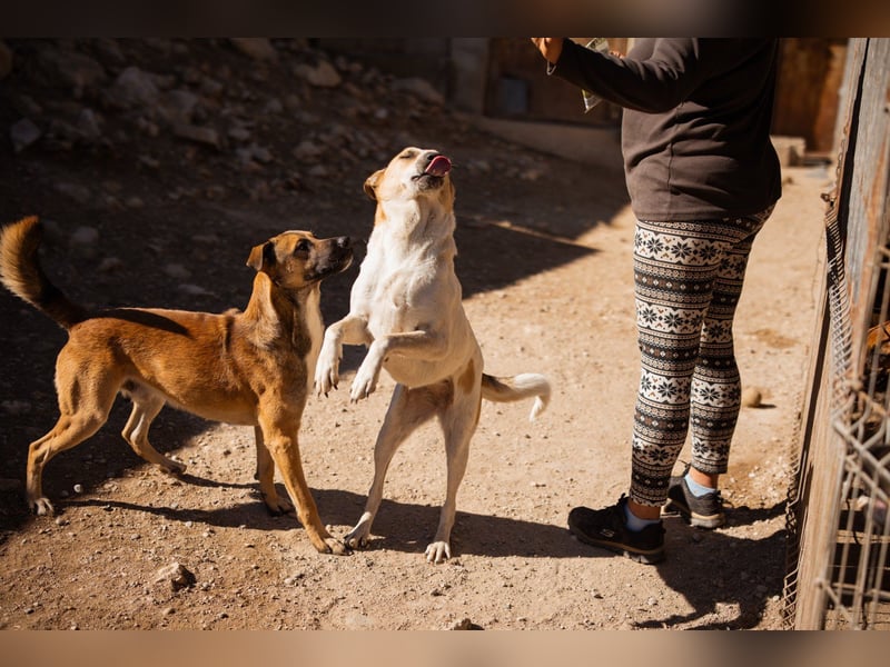 Liebe Nala möchte bei dir einziehen ❤