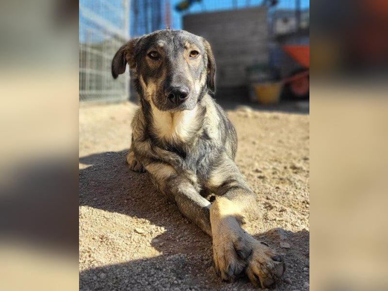 Mili-HSH-Rüde: braucht Liebe & Vertrauen