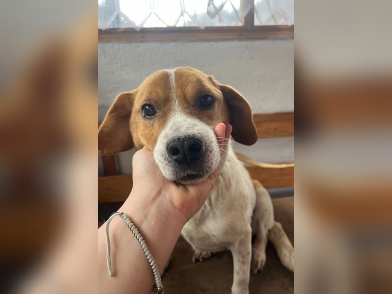 Sony ❤️ Familienhund mit großem Herzen