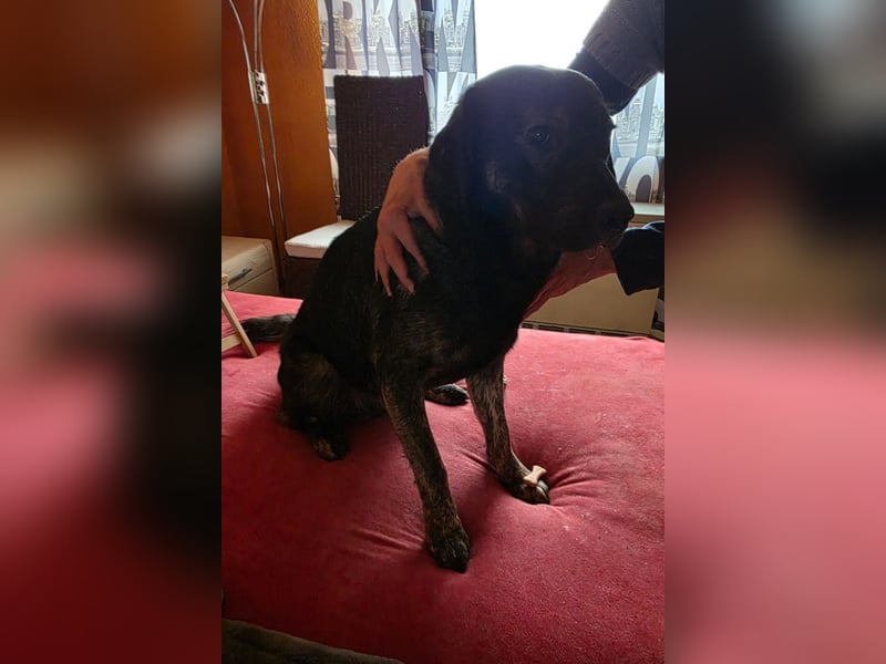 Notfellchen SHADOW❤️in 69198 Schriesheim, dringend Not-PS oder Für-Immer-Zuhause gesucht