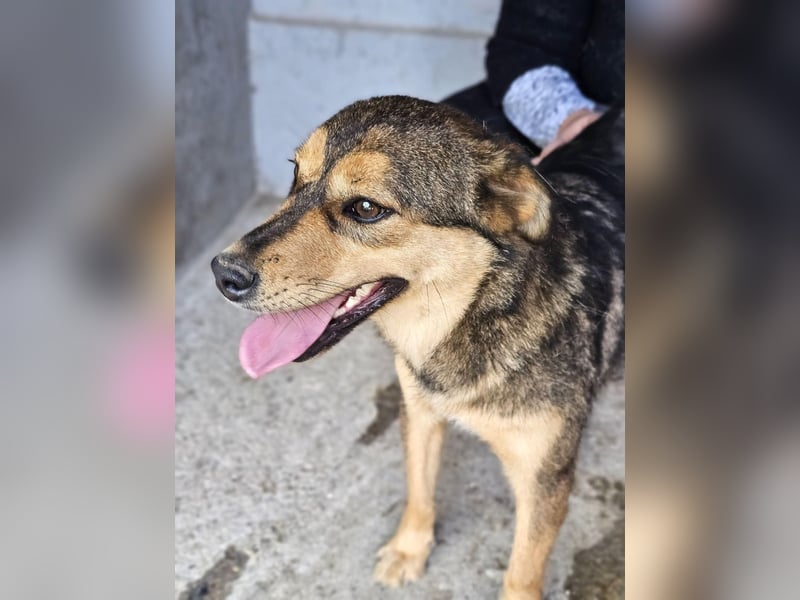 freundliche, liebevolle Mix-Hundedame Lizzy