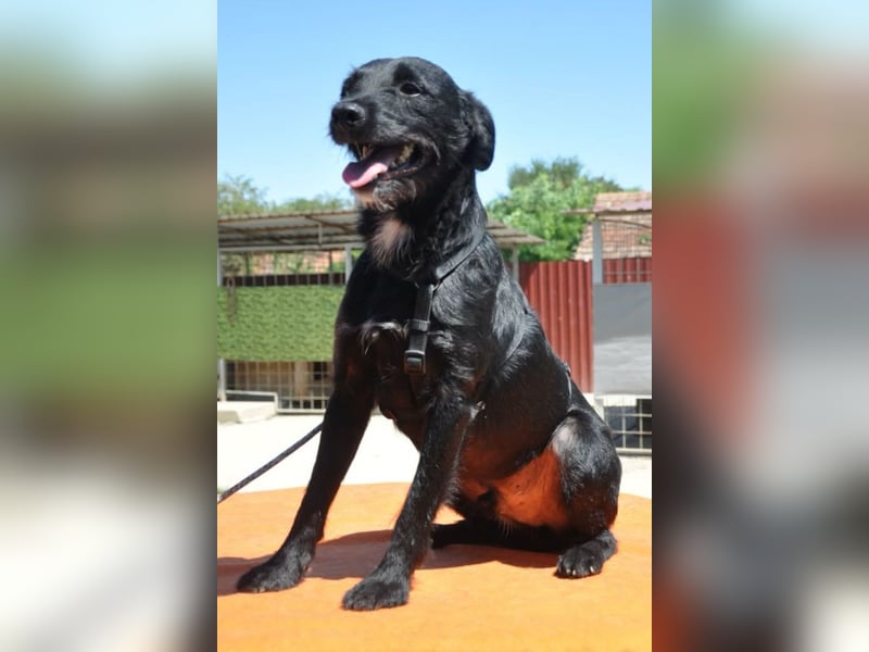 LEMMY❤️harmonischer, treuer Begleiter sucht sein Happy End