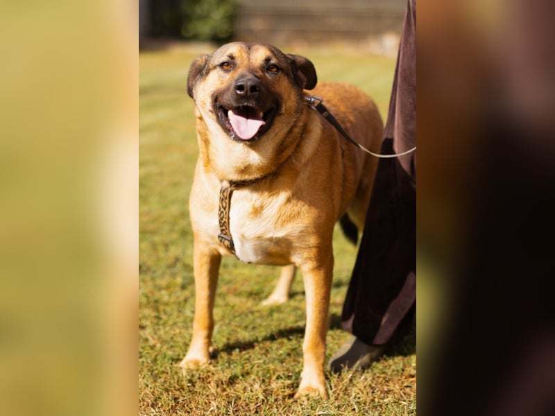 Good-Boy LINO❤️zutraulich, sozial & aufgeschlossen