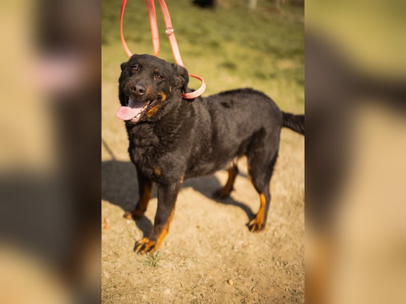 Aktiver Ares sucht seine aktiven Menschen