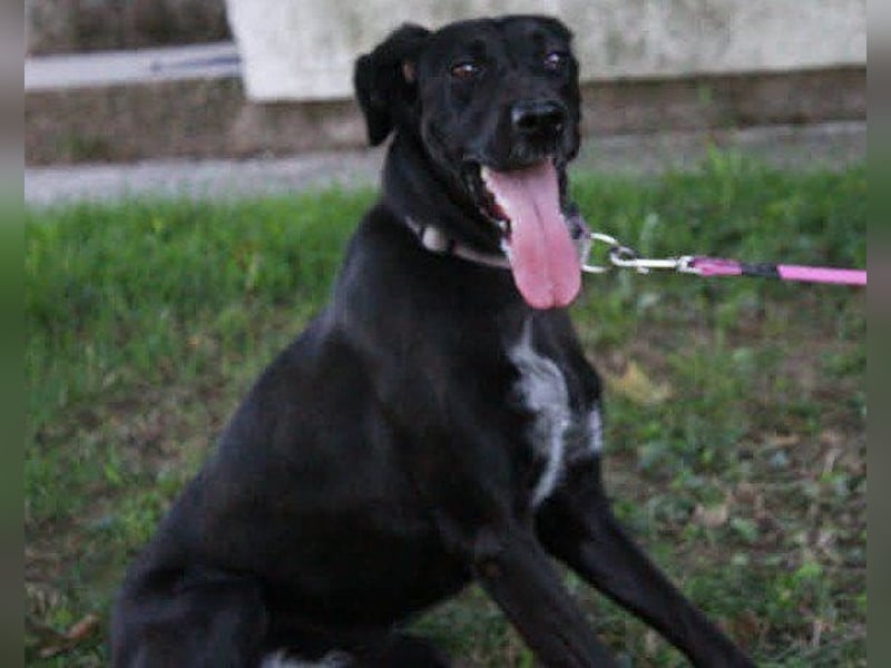 Xena - lebensfrohe, aktive, liebe Hündin