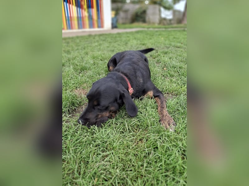 Leo ❤️ wartet in 84524 Neuötting Leo ❤️ wartet in 84524 Neuötting