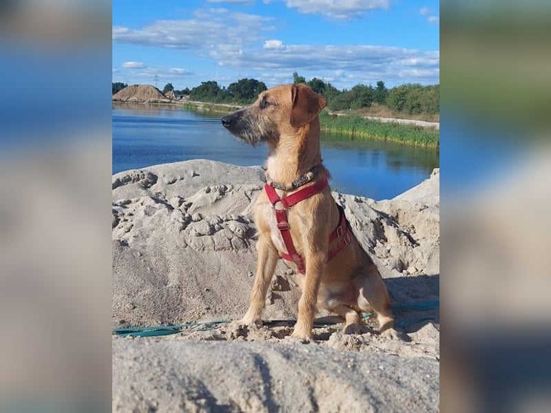 Taro wartet in 24885 Sieverstedt ❤