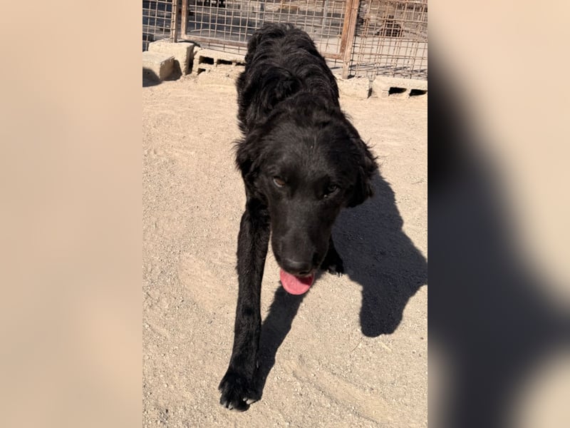 Mila ❤️ so süßes + lebensfrohes Hundemädchen!