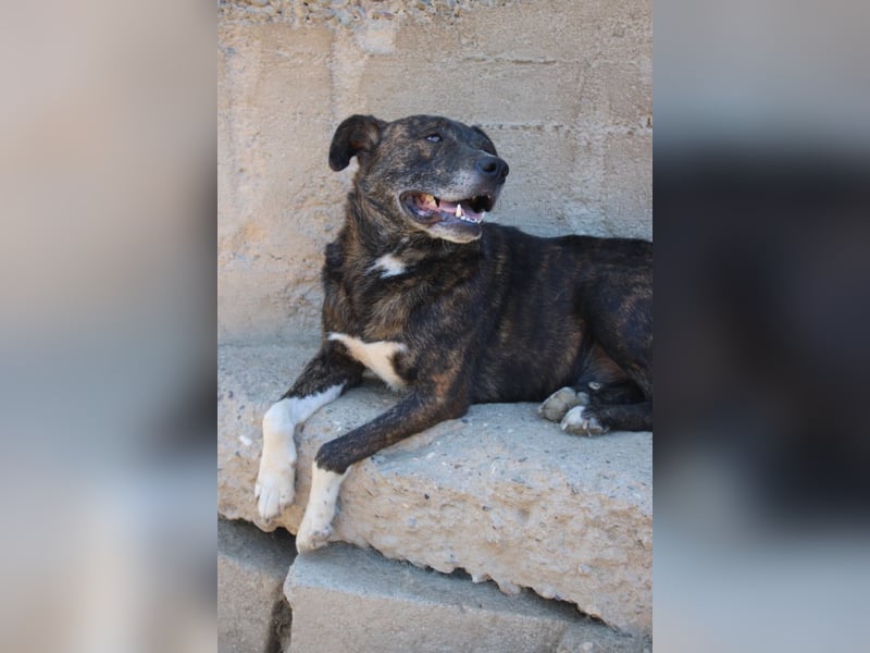 Ebelin ❤️ so herzensguter Familienhund!