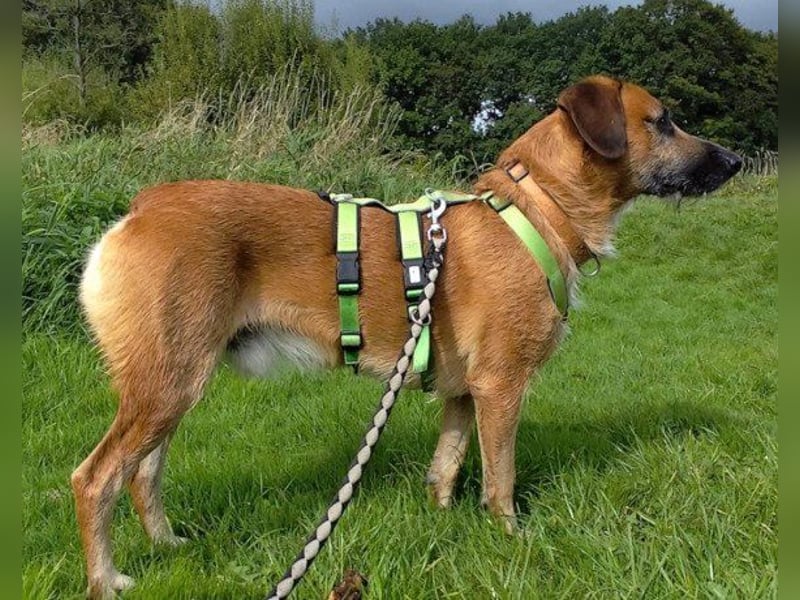 Taro wartet in 24885 Sieverstedt ❤