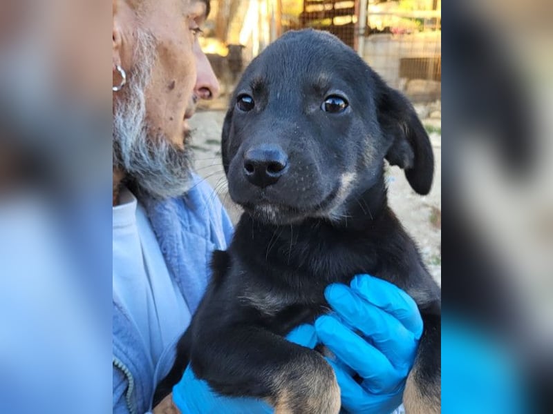 kleiner LUIS❤️süßer, sozialer Racker und ein Strahlen auf vier Pfoten!