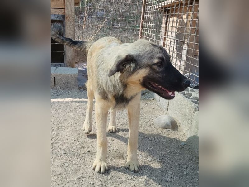 Suki ❤️ Süßes + liebes Hundemädchen!