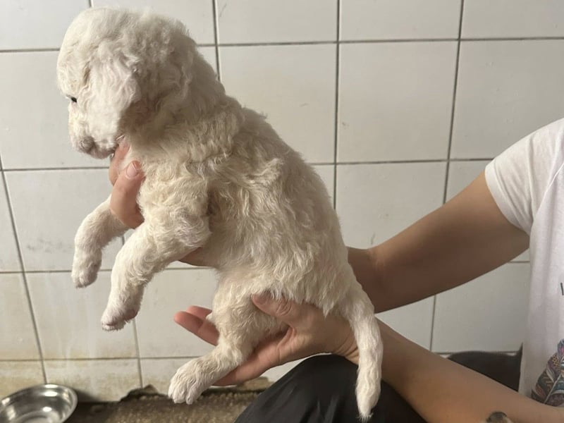 Welpenmädel CURLY wünscht sich ein liebevolles Daheim