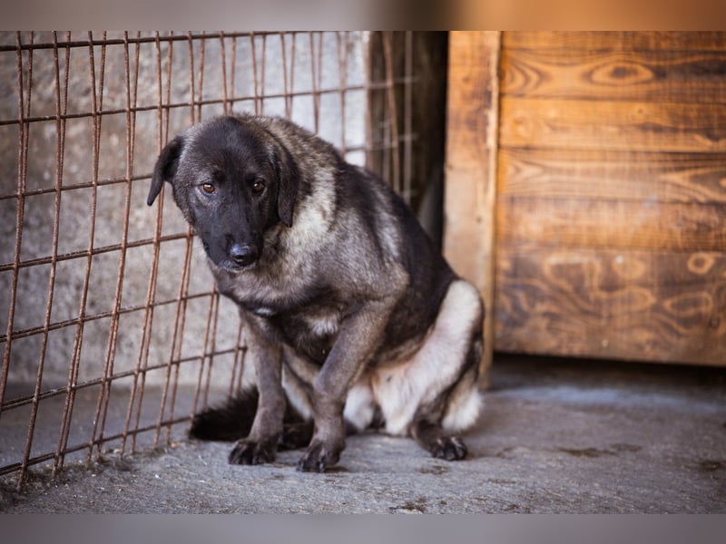 Viva - schüchtern und liebevoll ♥︎