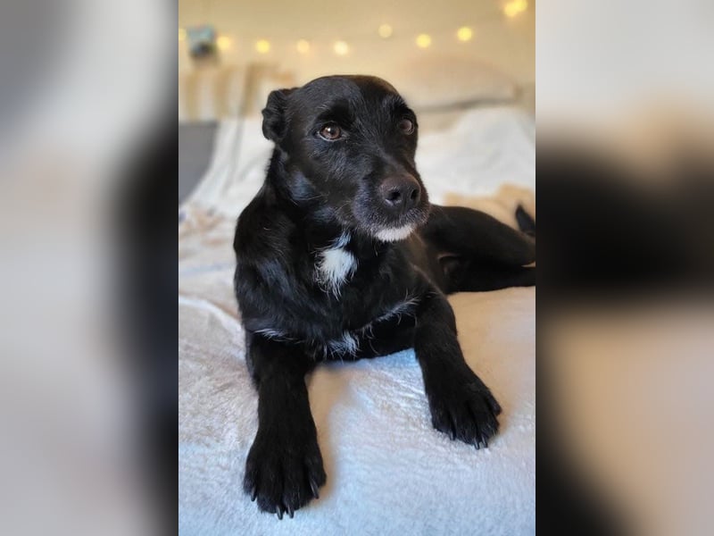 LEMMY❤️in 21075 Hamburg: ein harmonischer, treuer Begleiter sucht sein Happy End