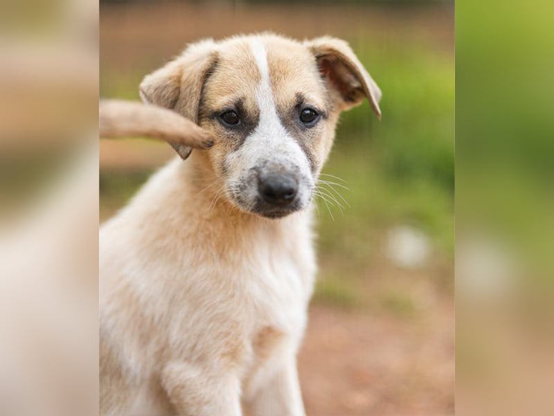 Liebe Nala möchte bei dir einziehen